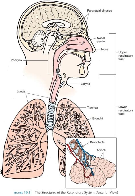 Function of the Respiratory System | Respiratory system anatomy, Biology diagrams, Respiratory ...