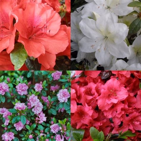 Amazing Evergreen Azalea Collection (4 choice plants) - Evergreen ...