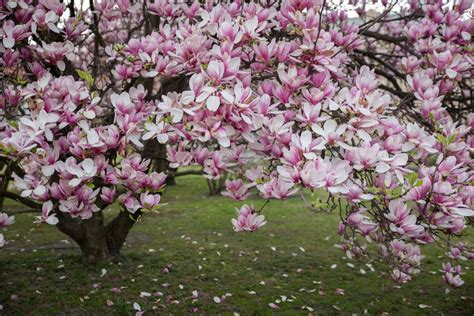 Planting magnolias: when, where & how - Plantura