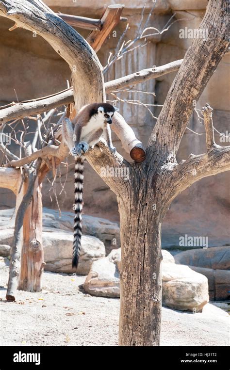 tree, animal, mammal, wild, wildlife, lemur, madagascar, beautiful ...