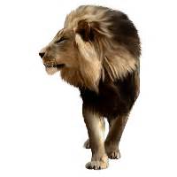 Lion PNG