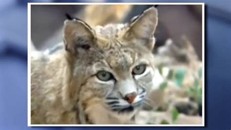 ‘Aggressive bobcat’ attacks 3-year-old, teen in Oglethorpe County | FOX ...