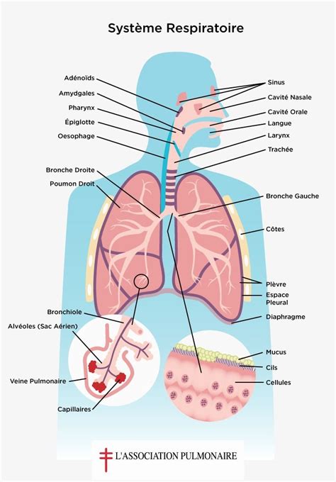 Ce graphique du SYSTÈME RESPIRATOIRE illustre le fonctionnement de votre respiration. L ...