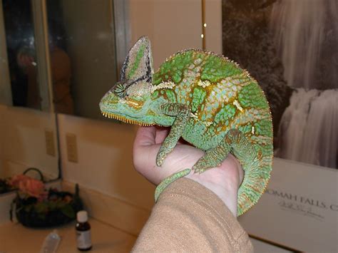 Veiled Chameleon Facts, Habitat, Diet, Baby, Pet Care, Pictures