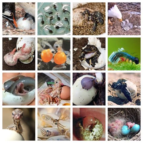 Hatching Animals Quiz