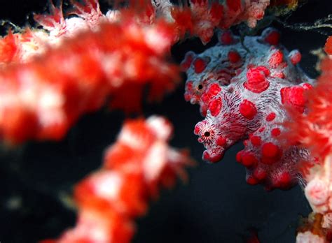 Pygmy Seahorse - Christoph Troesch