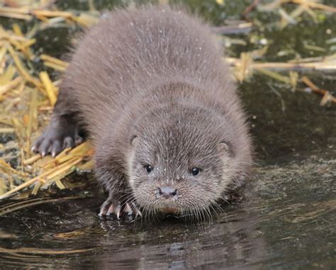 eurasian otter Blijdorp BB2A1670 | first swimming lesson for… | Flickr