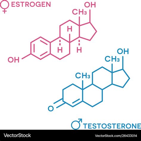 Estrogen and testosterone hormones symbol sex Vector Image