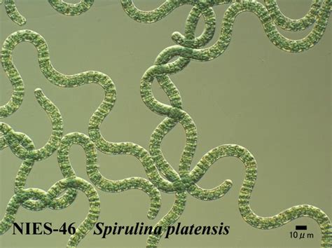 Spirulina Algae Microscope