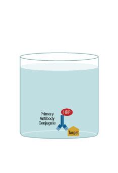 How Does ELISA Work? | Cell Signaling Technologies | Cell Signaling ...