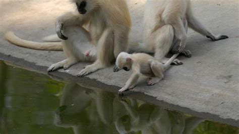 Assam villagers oppose sanctuary tag for golden langur habitat - The Hindu