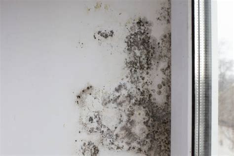 Essential Methods for Effective Mold Prevention: Mold-Free Living