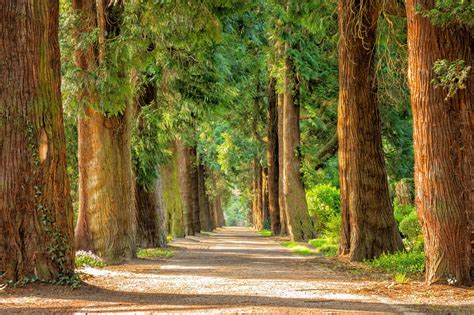 A Nature Lover's Guide to the Most Common Trees in Georgia