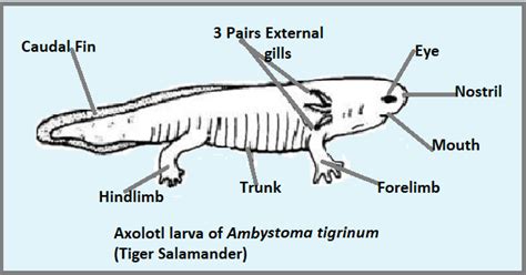 Axolotl Meaning In Urdu Cheapest Factory | www.micoope.com.gt