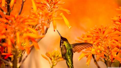 Beautiful Hummingbird Feeding | HD Wallpapers