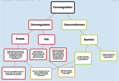 Osmoregulation in Fish, Protists, and Bacteria