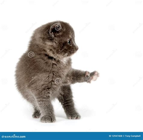 Gray kitten playing stock photo. Image of single, gray - 12947408