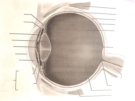 Special Senses Diagram #1 Diagram | Quizlet