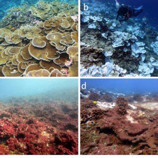 Underwater seascapes illustrating the appearance of the coral reefs at ...