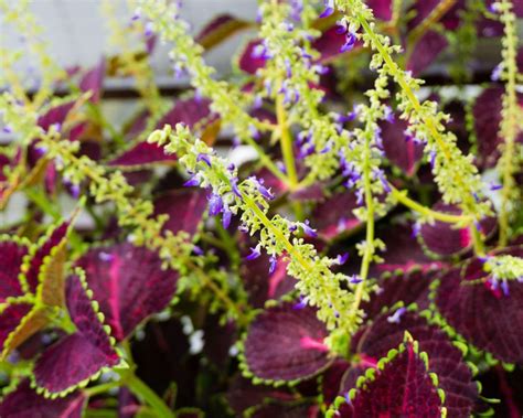 Coleus propagation: how to get more plants | Gardeningetc