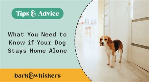 What You Need to Know If Your Dog Stays Home Alone