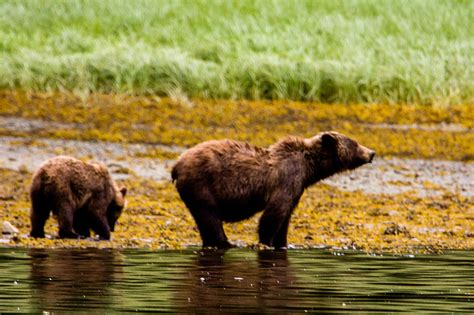 Brown Bear Prince of Wales Island One Photograph by Josh Whalen - Fine Art America