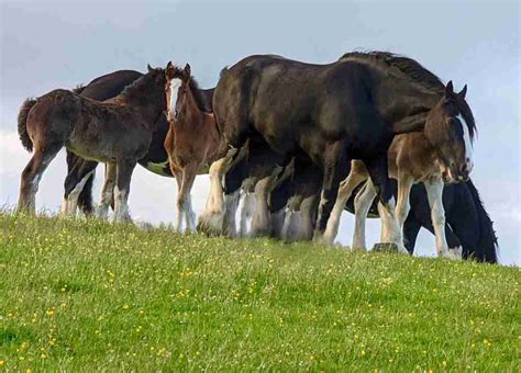 Shire Horse vs Clydesdale Horse Breeds - Smarter Horse