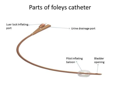 Catheter Bag, Foley Catheter, Urinary Catheterization, Lpn Student ...