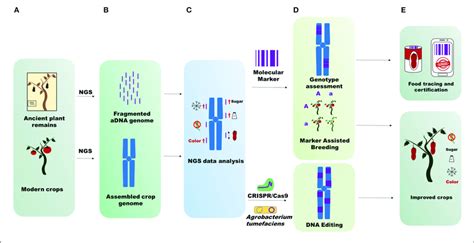 | Applications of ancient genome sequencing. (A) Starting material for ...