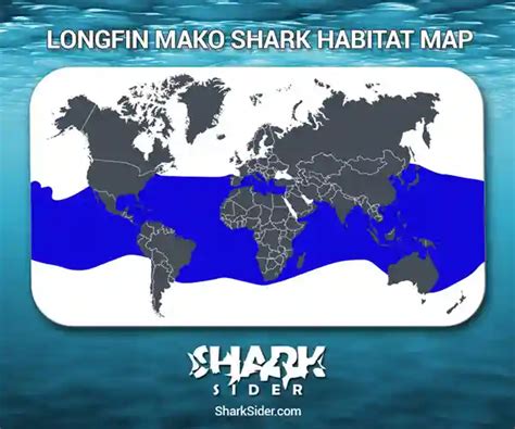 Longfin Mako Shark – Facts, Size, Behavior, Diet, Pictures