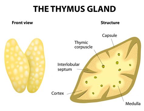 Thymus gland