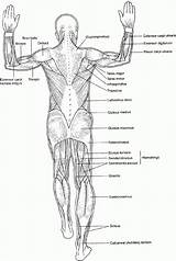 Free Anatomy Coloring Pages sketch template
