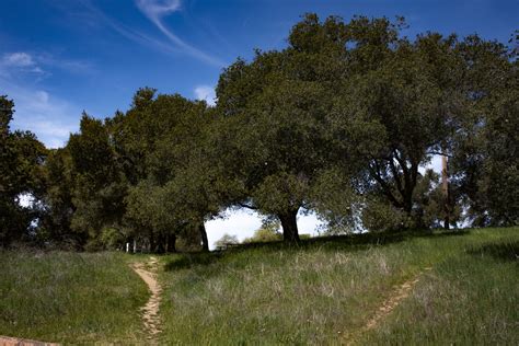 Grass And Trees Background Free Stock Photo - Public Domain Pictures