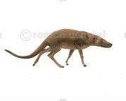 Indohyus (white background) | Animales prehistóricos, Animales, Prehistorico