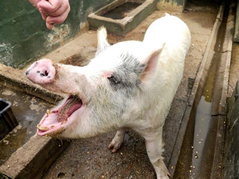 Pig Feeding stock photo. Image of africa, southern, farms - 55517022