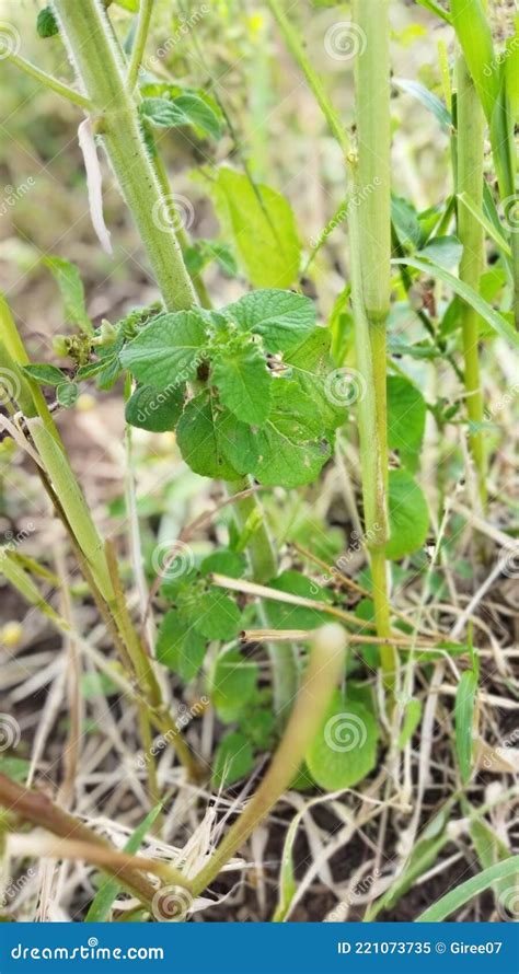 Black Nightshade Leaves on Grass Background Stock Image - Image of ...