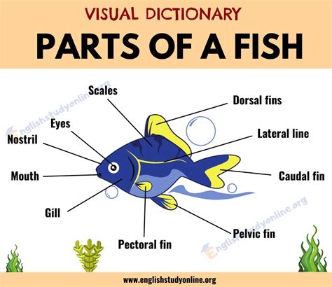 Parts of A Fish: Different Parts of A Fish with Functions & ESL Picture - English Stud ...