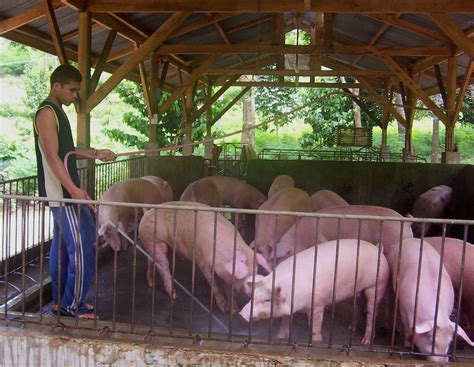 Davao City in swine repopulation stage following 2020 ASF outbreak | Edge Davao