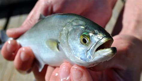 Is A Snapper Blue A Baby Bluefish 2024 Atlantic Hurricane Season: NOAA Predicts Above-Normal ...