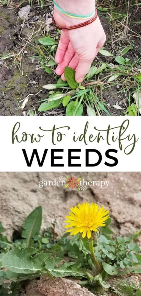 What is a Weed? Tips for Weed Identification In Your Garden - Garden ...