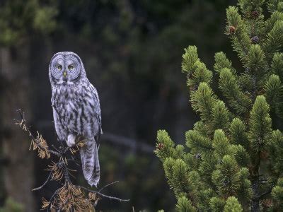 Block 2 Biome Wiki - Coniferous Forest Animals