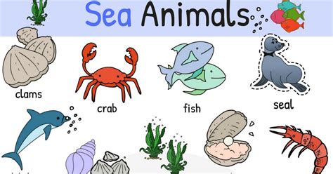 Marine Animals Images With Names