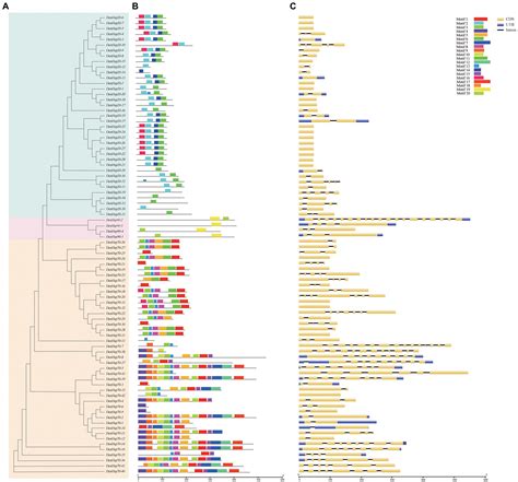 Frontiers | Genome-wide identification and expression analysis of the Hsp20, Hsp70 and Hsp90 ...