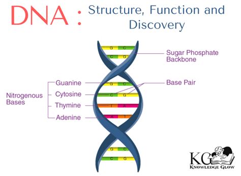 What Is DNA?- Meaning, DNA Types, Structure and Functions