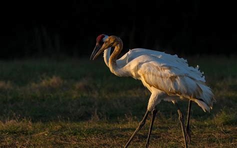 Whooping Crane | Audubon Field Guide