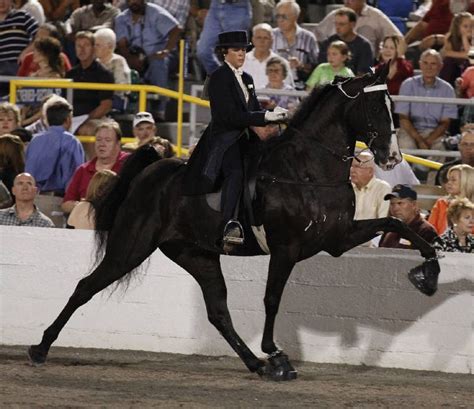 74th Tennessee Walking Horse National Celebration ends, not controversy ...