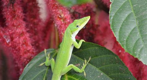 Anolis_carolinensis