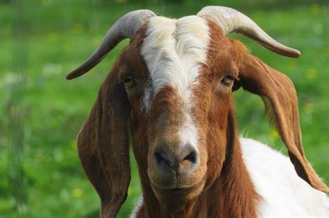 The South African Boer goat -One of the largest goat breeds. Photo by ...