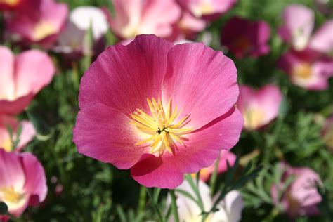 Poppy - California Purple Gleam - Oregon Wholesale Seed Company