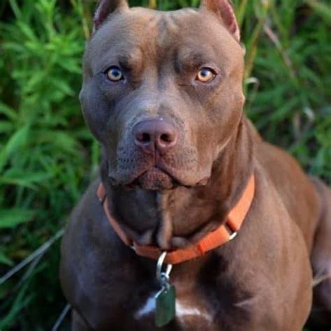 Red Nose Pitbull 101: What You Need to Know - K9 Web